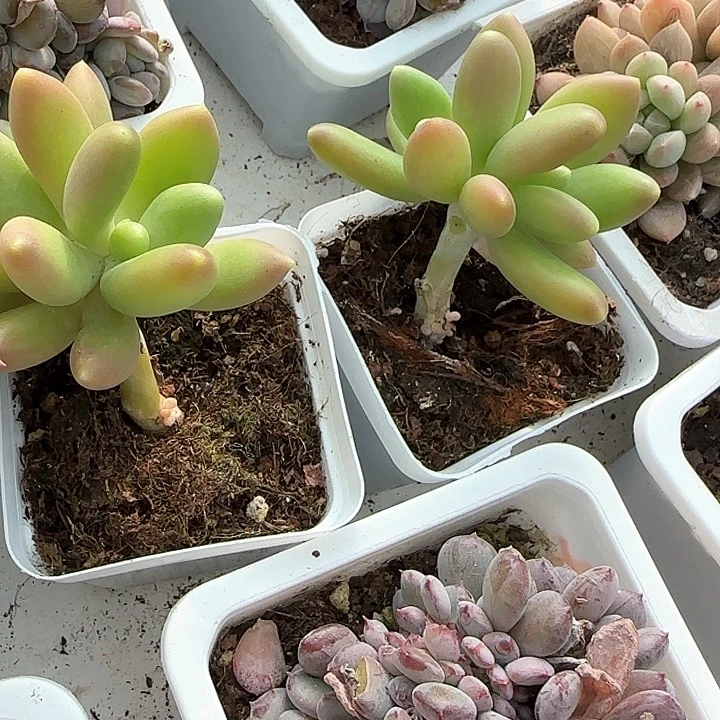 还***5青蛙王子儿童111