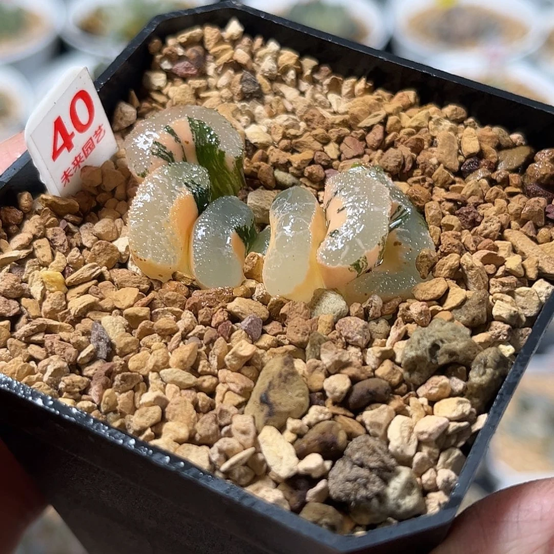 40浮躁玉扇锦福利福利福利