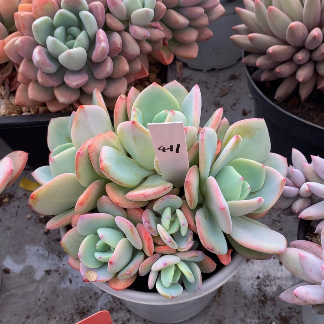 白凤多多72727272773