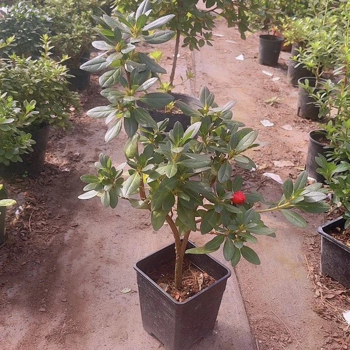 完全开放大富贵一物一拍
