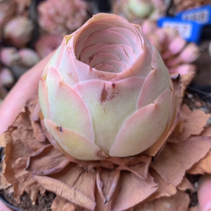 一物一拍星辰福利570
