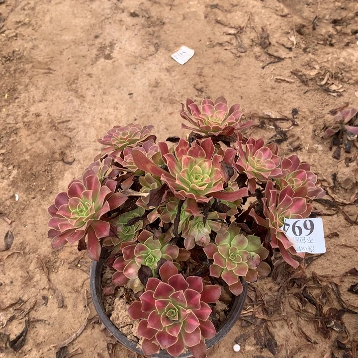 694花纳手捧3号棚