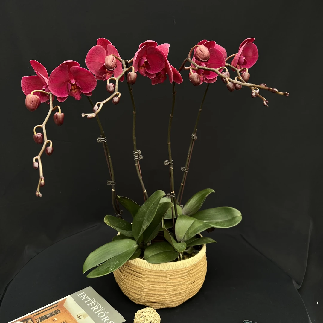 【洋洋得意】3.0寸单梗蝴蝶兰组盆易养活适合客厅庭院阳台婚礼装饰