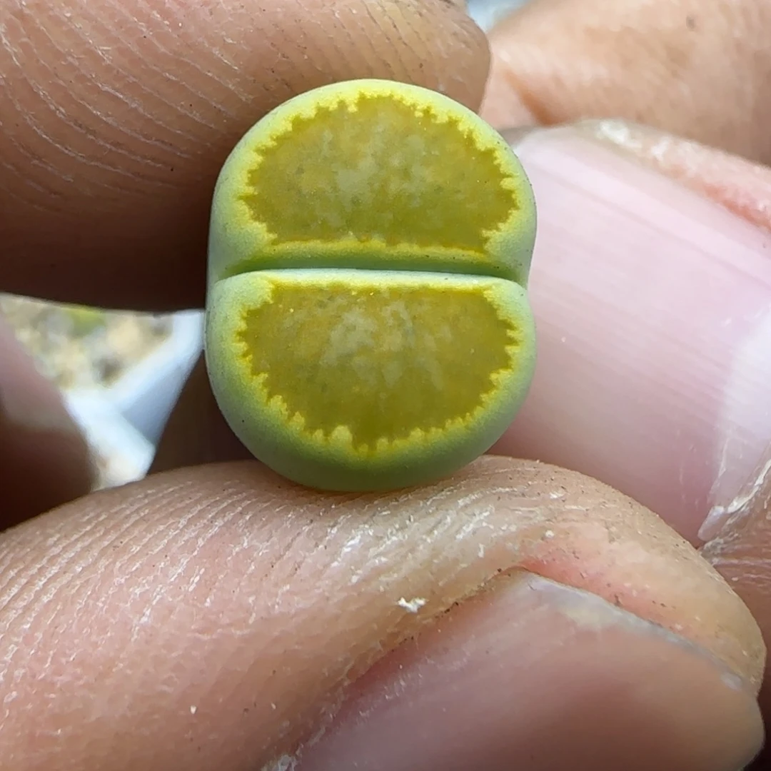 217 生石花大棚直播