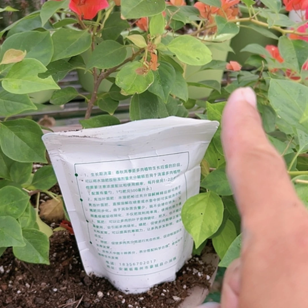 【闪购商品】营养鲜花绿植粗壮龅牙杀菌