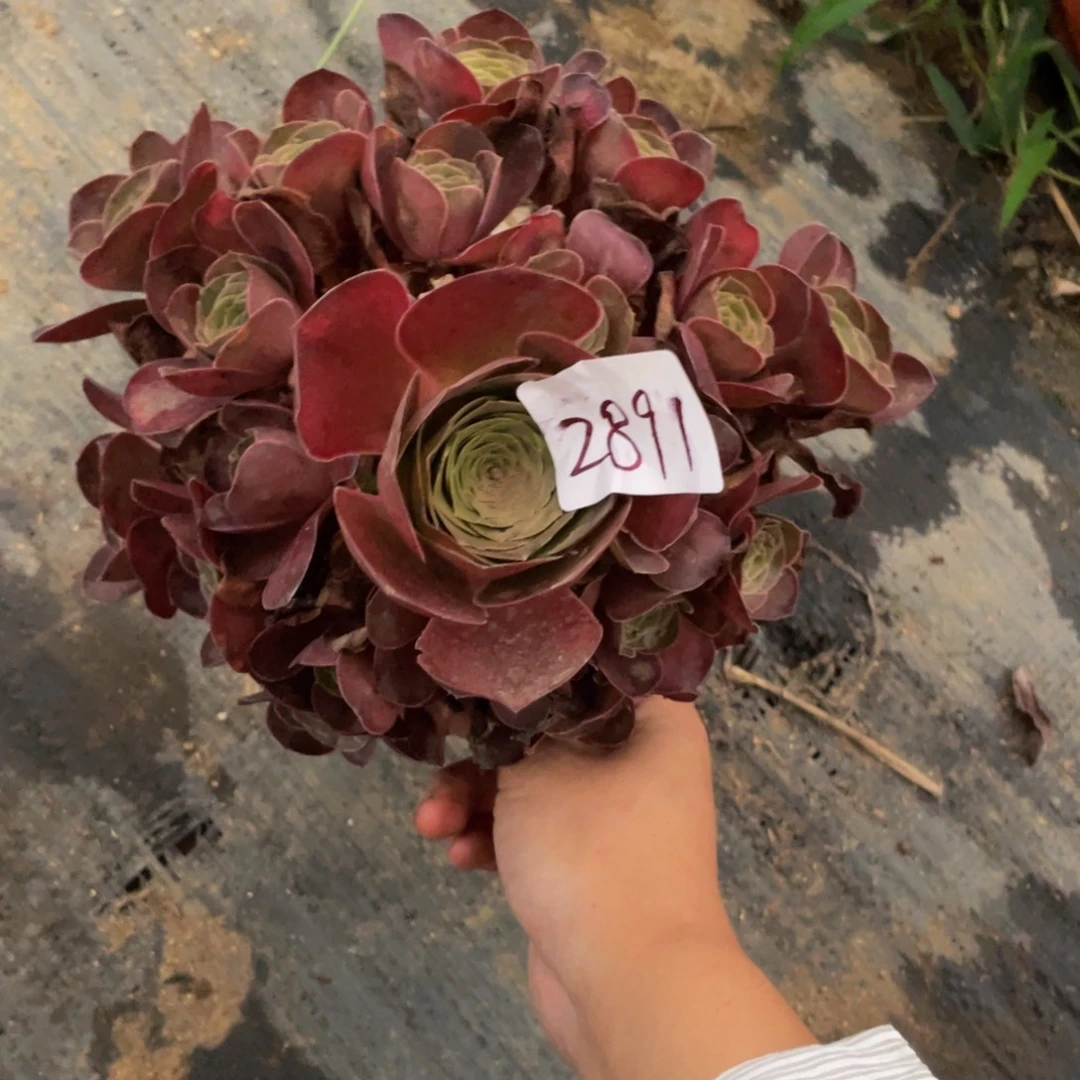 2891魅金法师多肉断枝不包