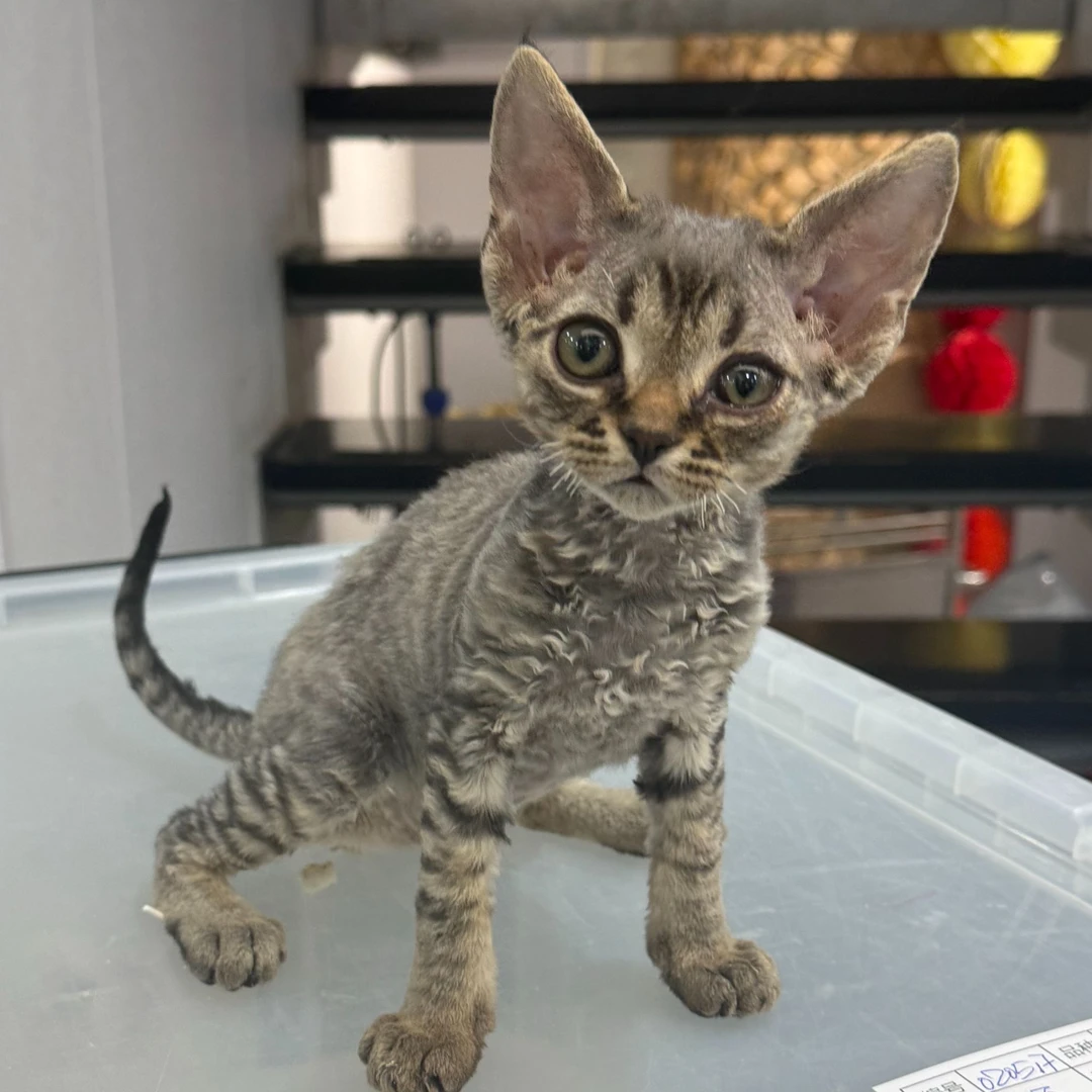 来了姊妹-棕虎斑德文猫 弟弟 17