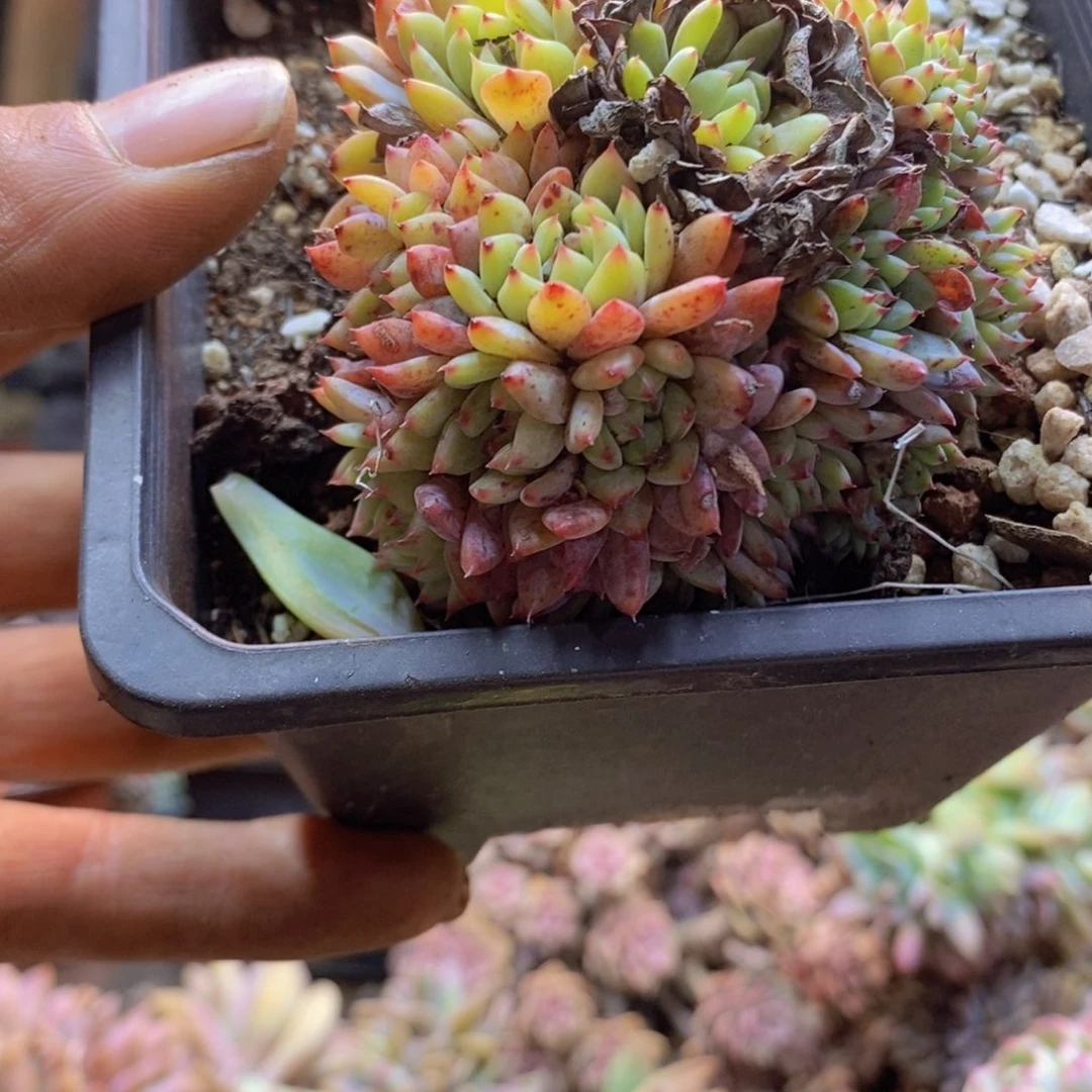 小*A134号白胖子缀多肉