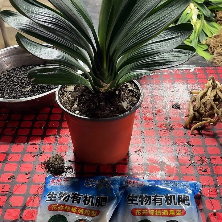 完全开放花仙子生物游戏费二斤