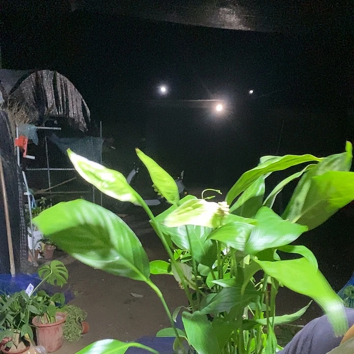 不开花植物处理3盆一帆风顺9.9的