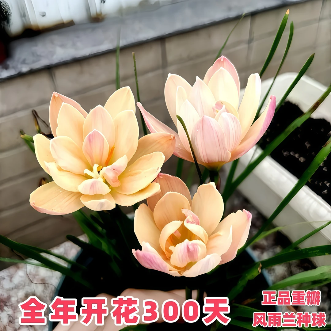 杏树女王风雨兰种球重瓣【特价】耐热耐寒种植花开清香型盆栽四季开