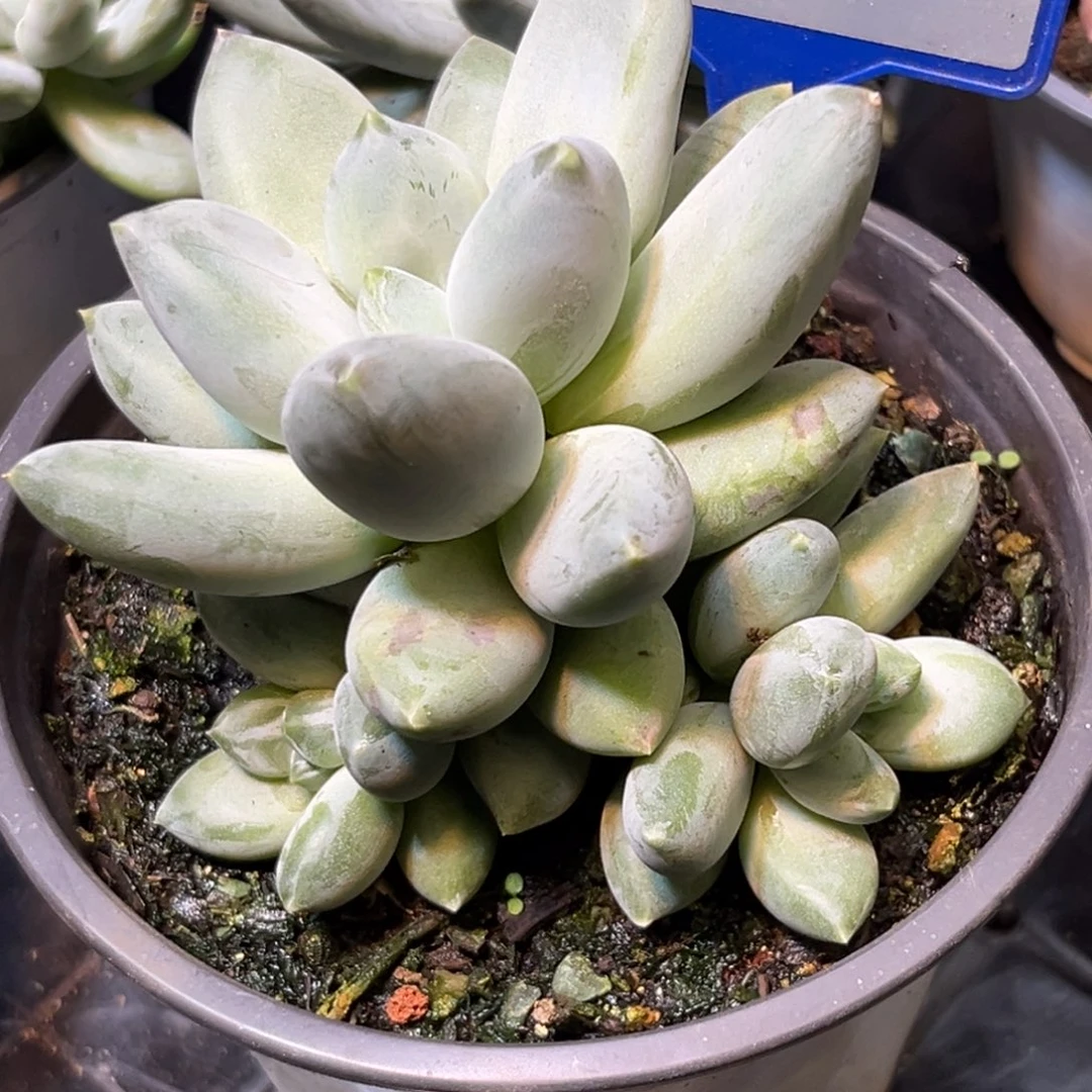 多肉植物三色美人116