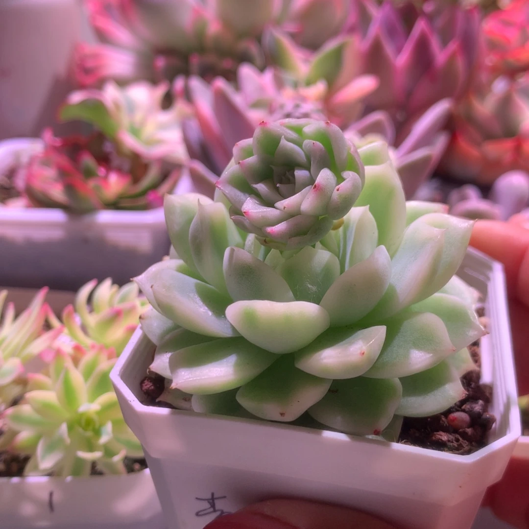 麦秆锦瓷白基因有根