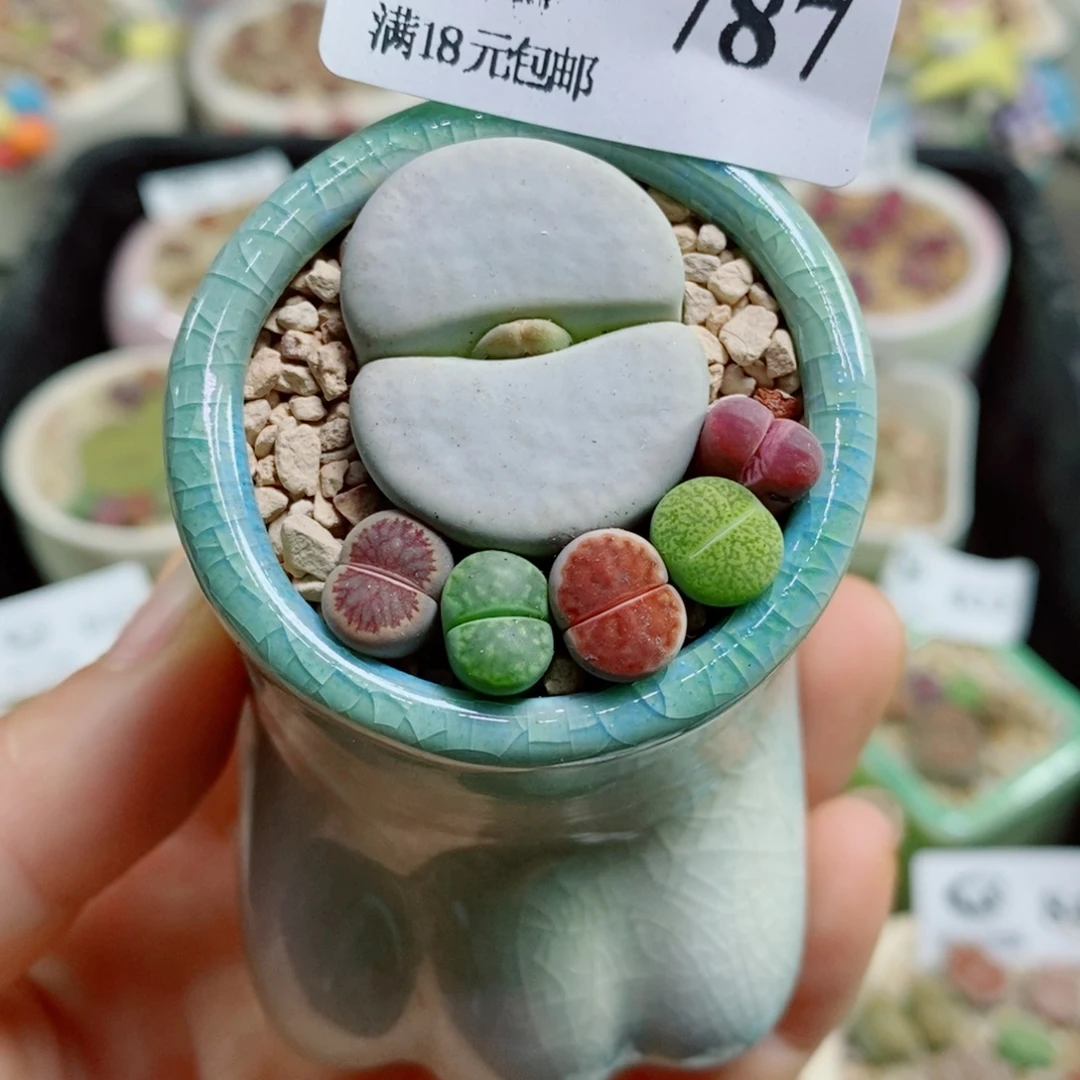 生石花花花花花花花花787