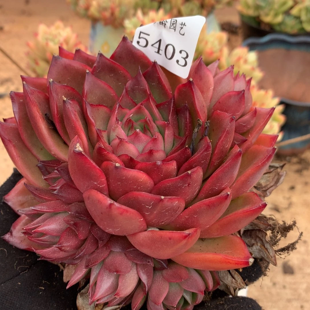 5403杂交多肉老桩