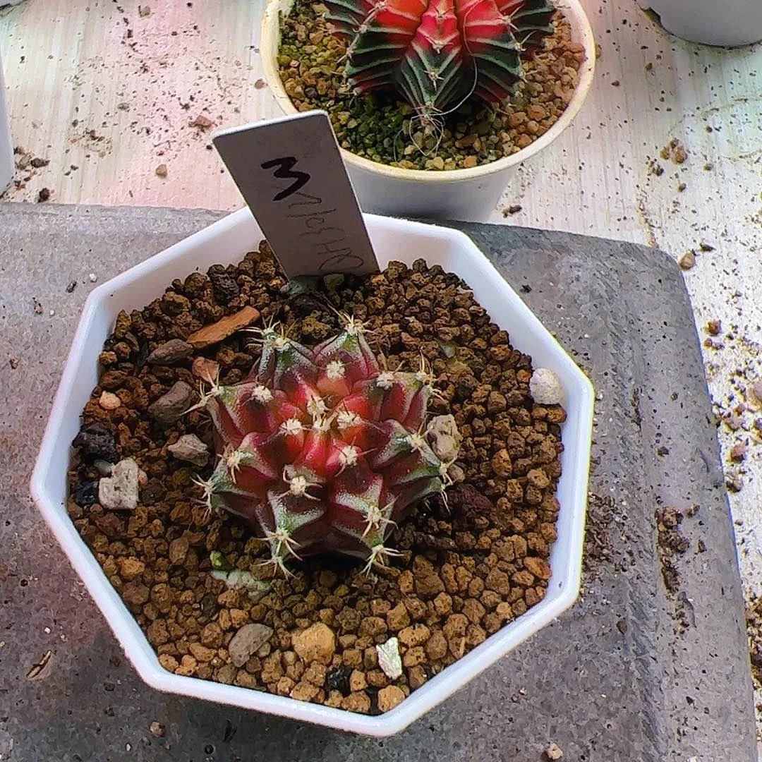 焱****当前无花栽培后可以开花815
