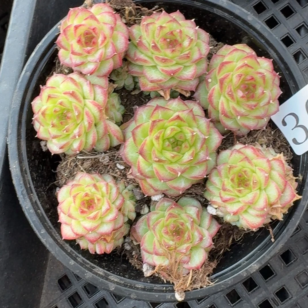 多肉植物多肉植物366