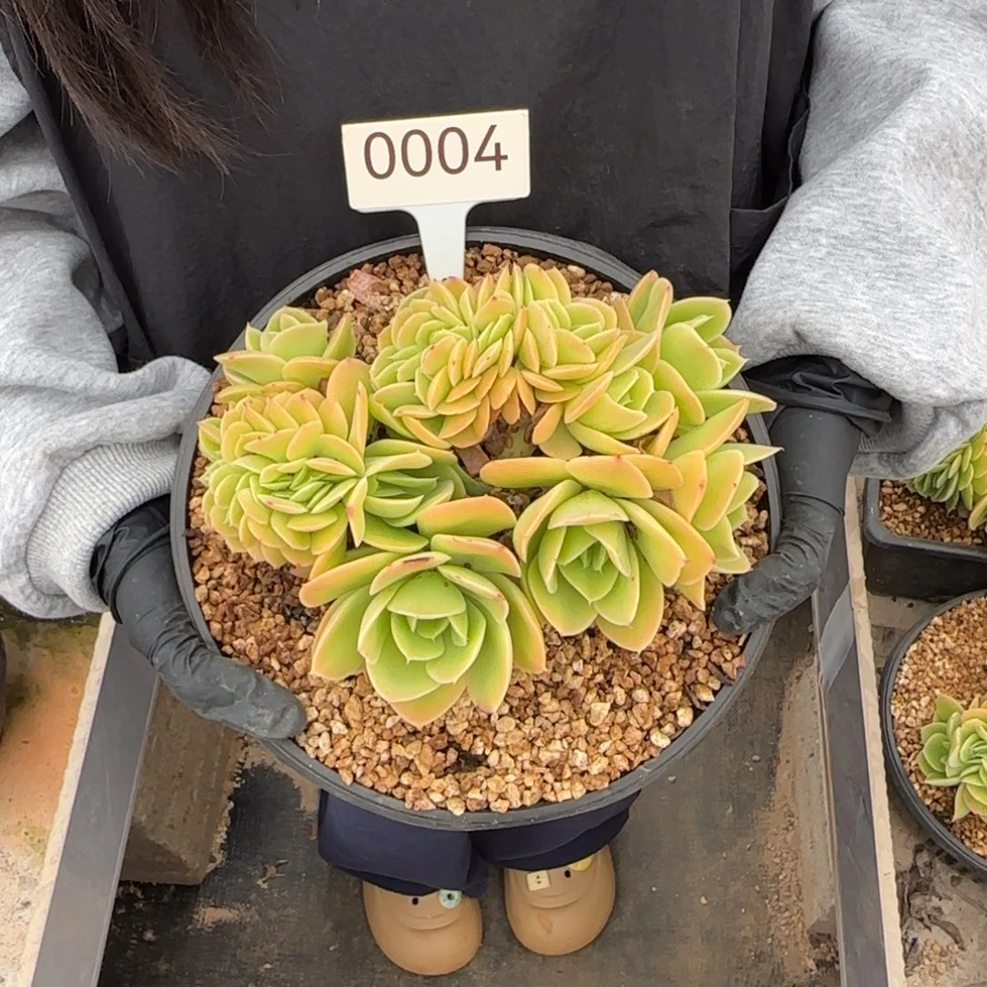 橙***ᐝ星娜塔缀。  0004号。