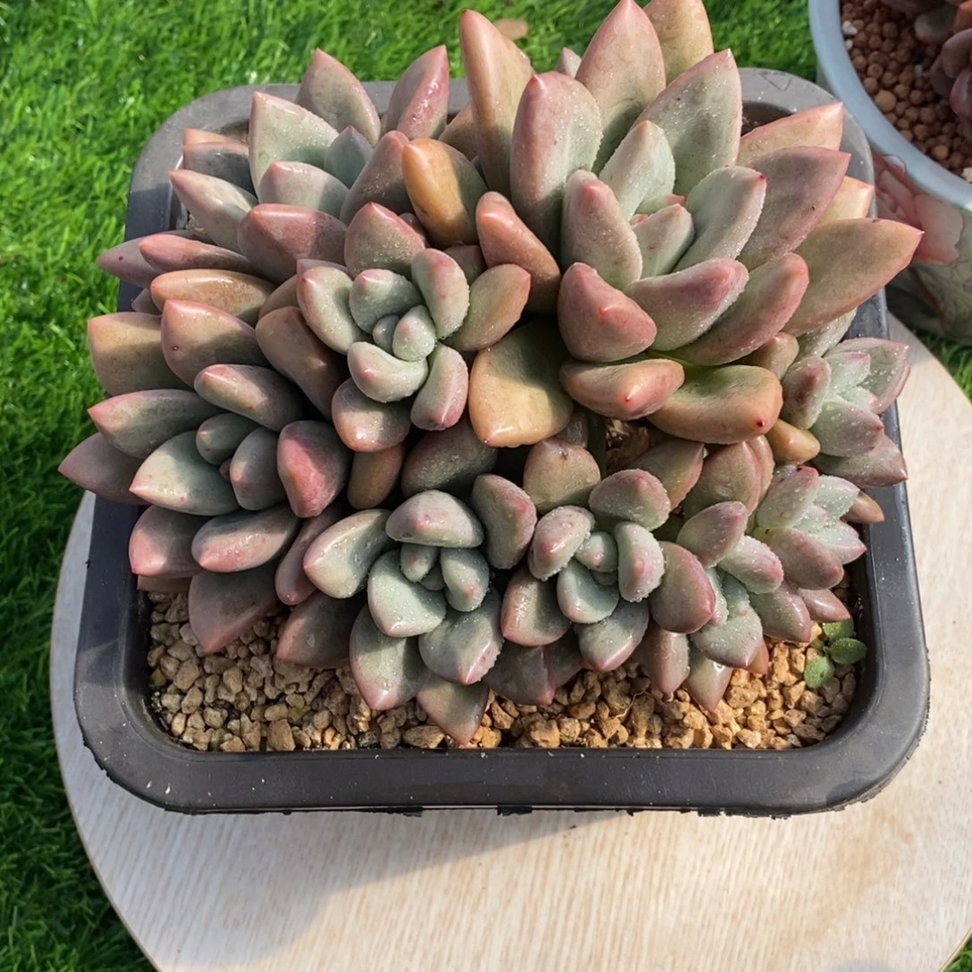 赫本露斯胖体群生