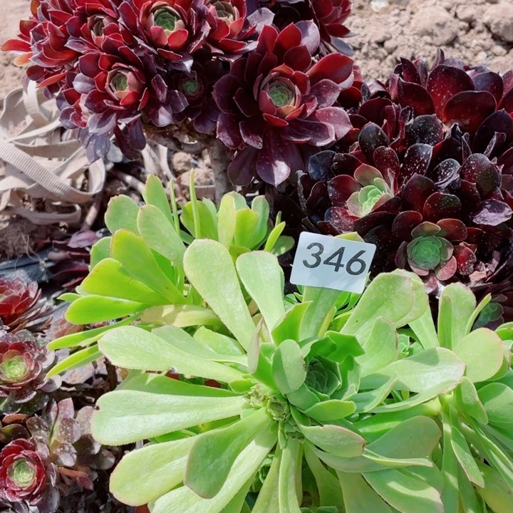 多肉植物组合346