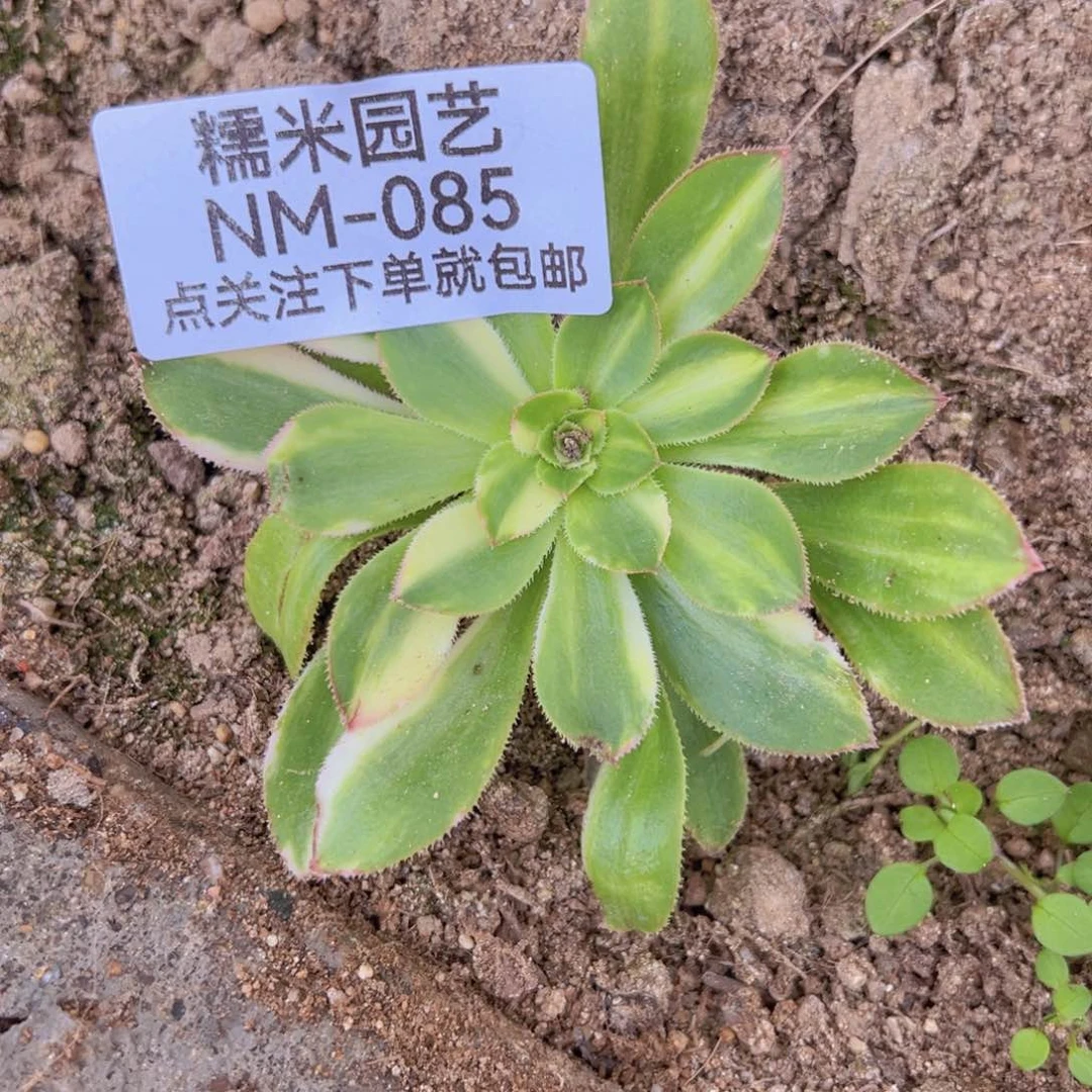 保时捷花蝴蝶多肉植物085