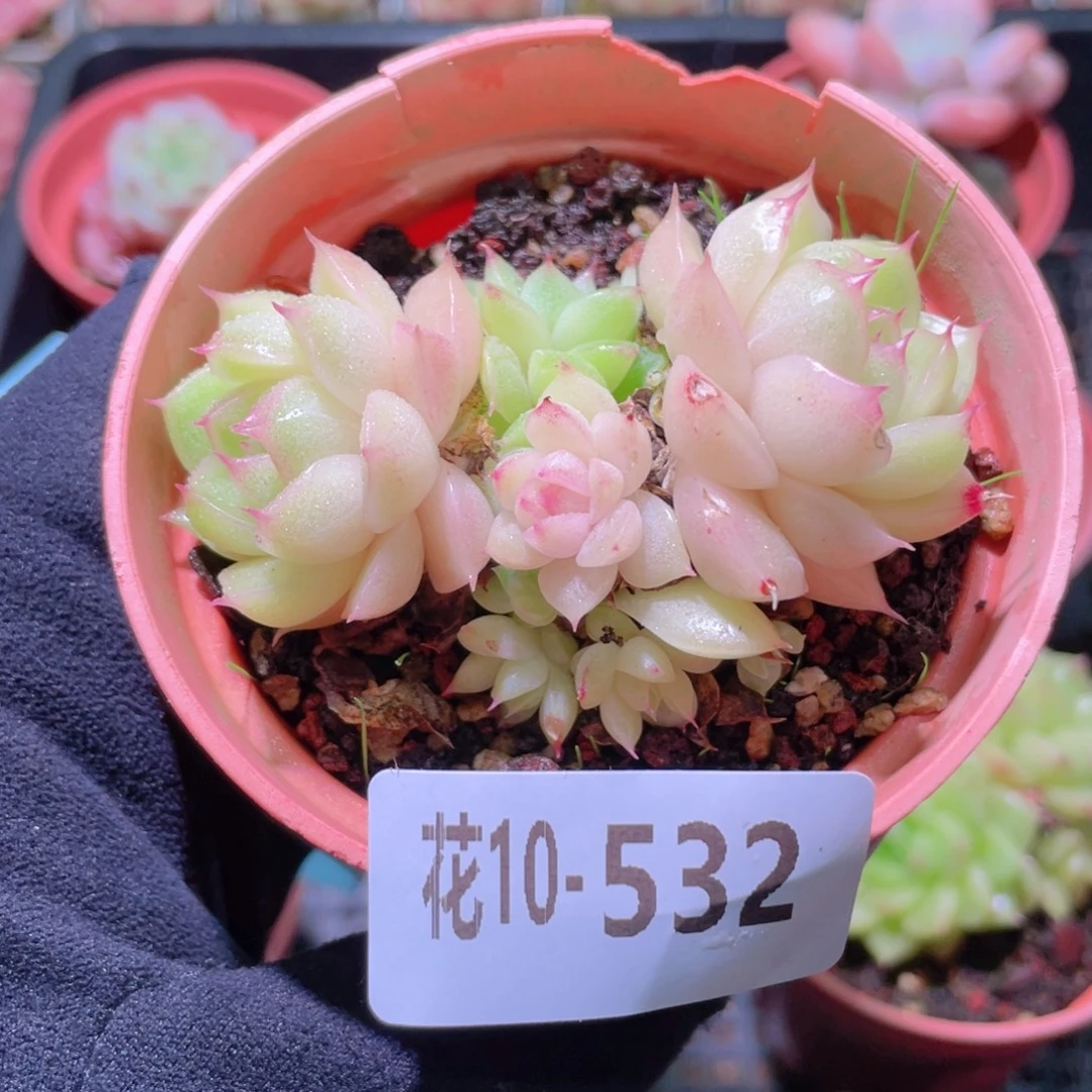 花利美10-532麦秆群