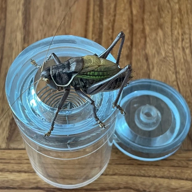 老王叫罐高档蝈蝈叫罐配胆簧高档大方初音好