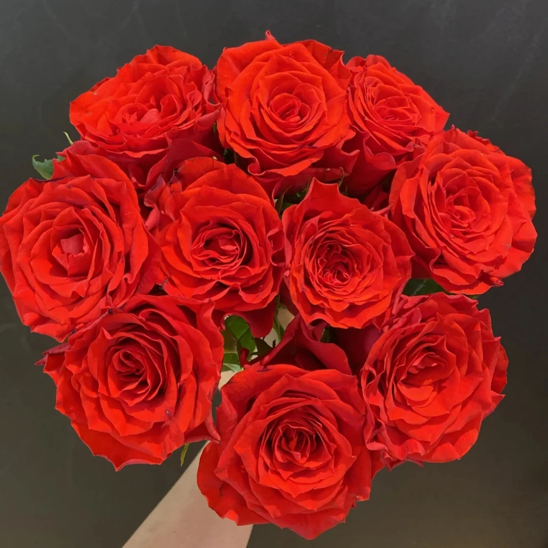 《思念+大花美人》阿木 春季精品露天月季四季开花耐寒耐热适合室外