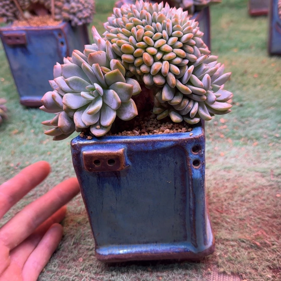 星影树缀无砍多肉