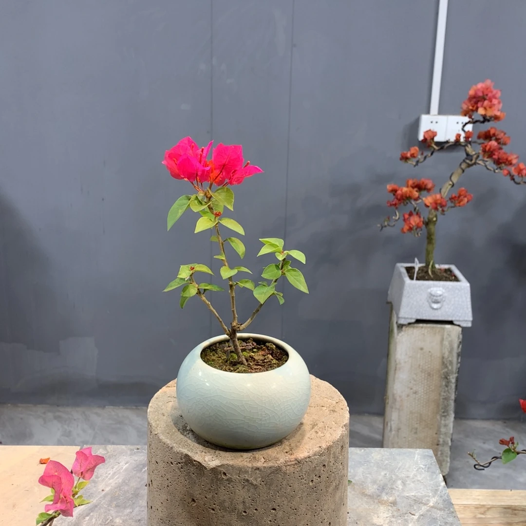 大量花朵（建议范围：8朵-15朵 或40%以上）