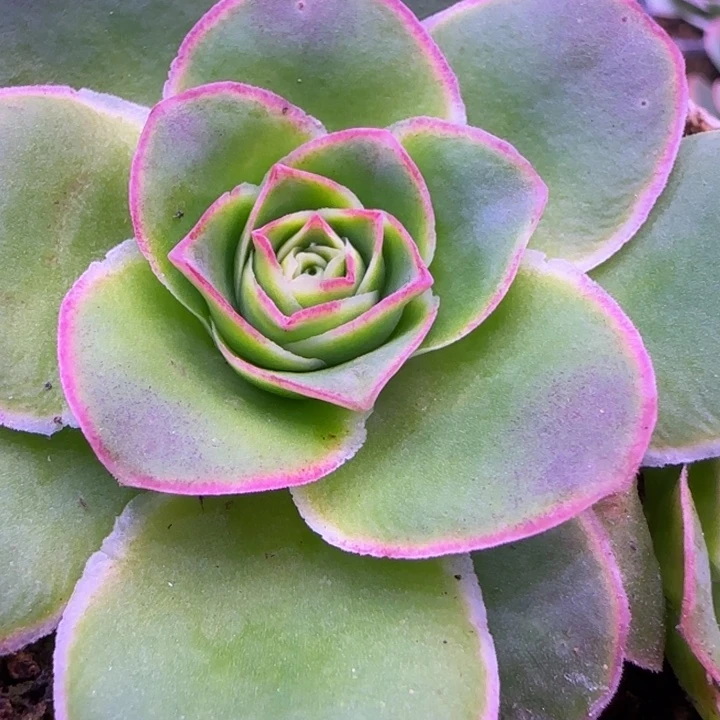 9厘米米奇头11343435343538683