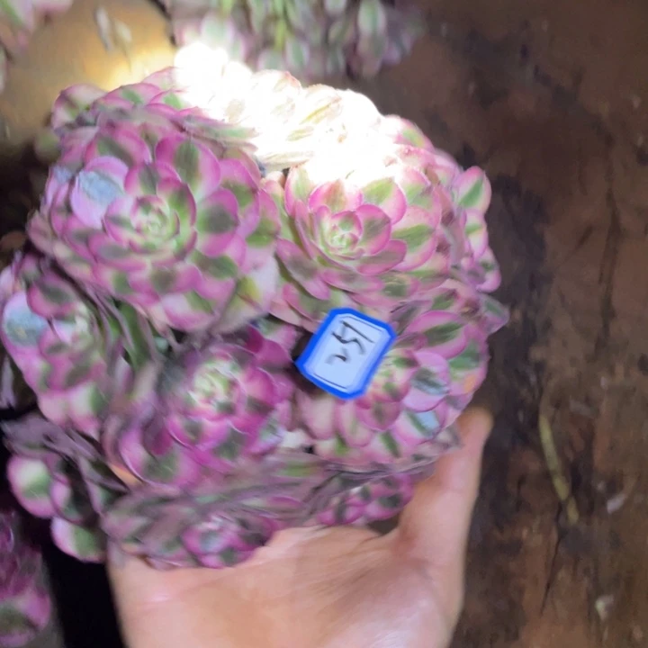 251不带根荔枝绣球