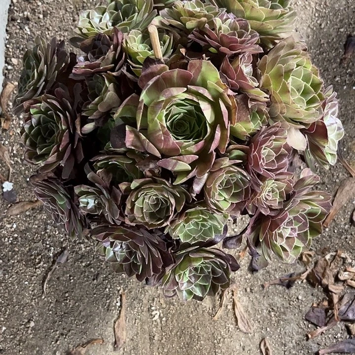 多肉植物花月夜锦……