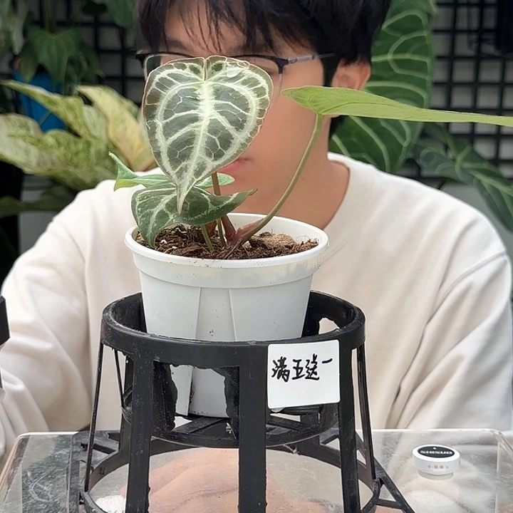 完全开放K158  钻石辉