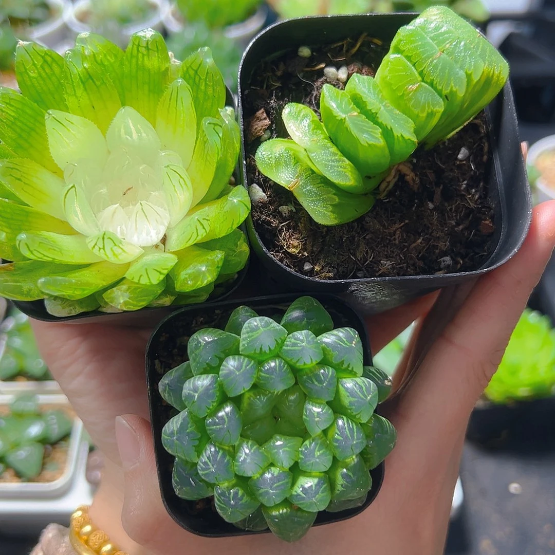 白娘子-绿泡泡+玉扇多肉