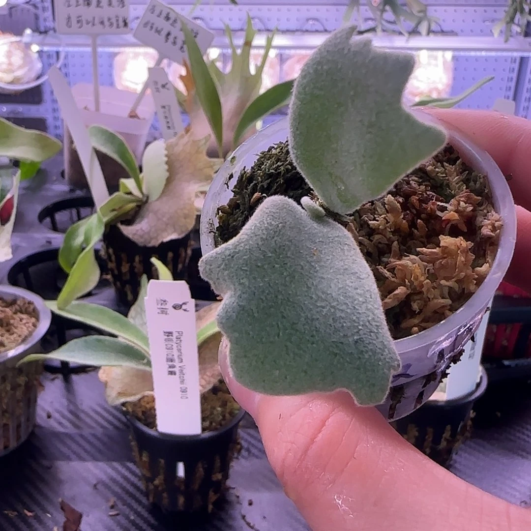 波哥苏丹x小皇冠鹿角蕨