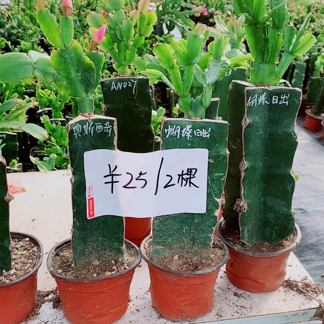 无花朵火龙果嫁接两棵，福利