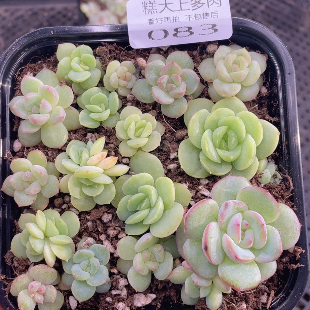 糕大上多肉植物83