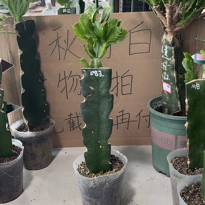 深***爱当前无花朵，栽培后可花朵083