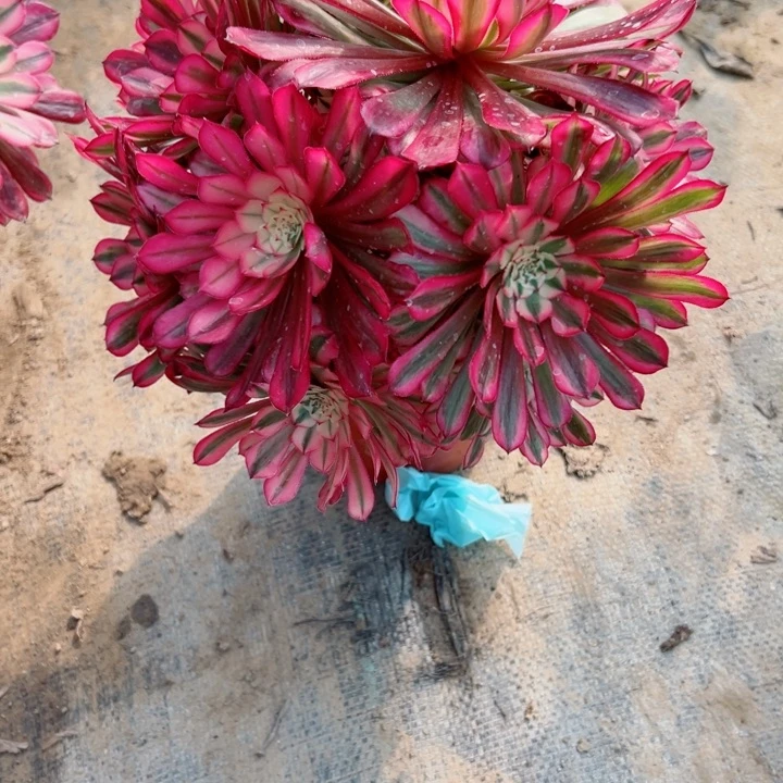 324铜壶锦多肉同时植物