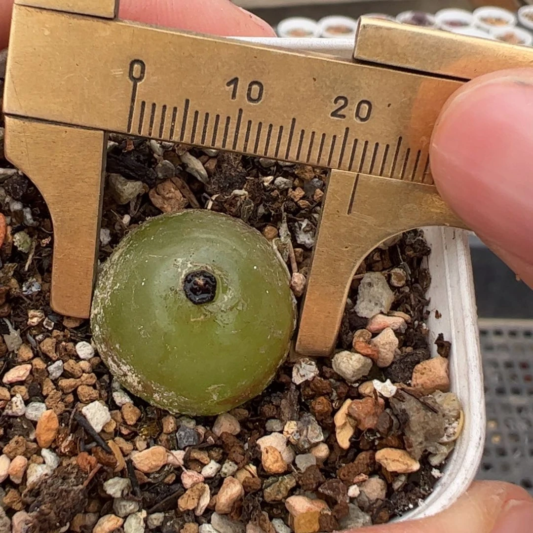 灯泡多肉植物百科