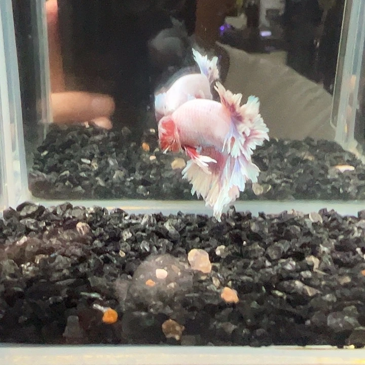 斗鱼一单包邮12日38