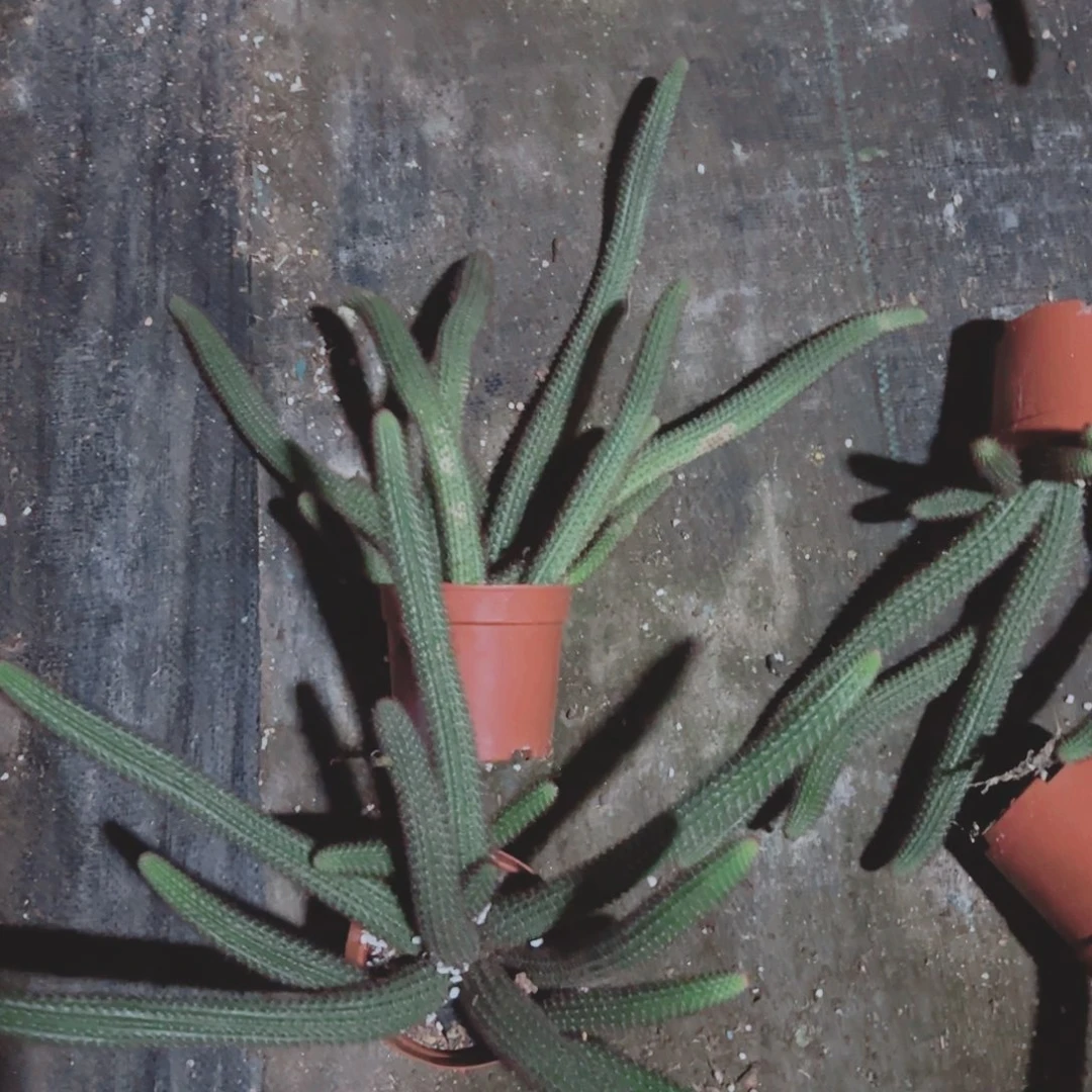 金妞一颗包邮包邮包邮包邮