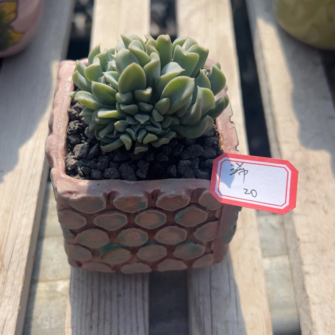 多肉植物多肉植物