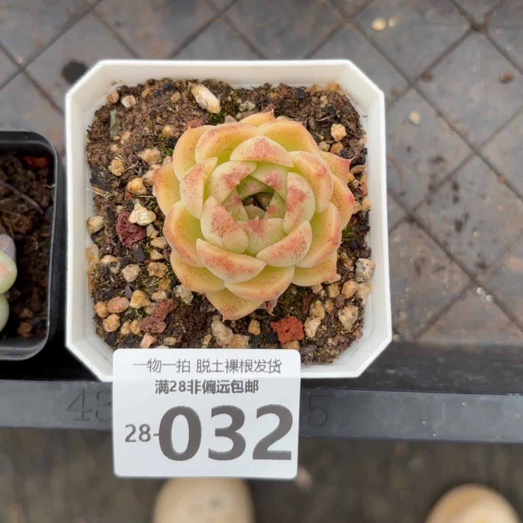 熔岩单头多肉多肉