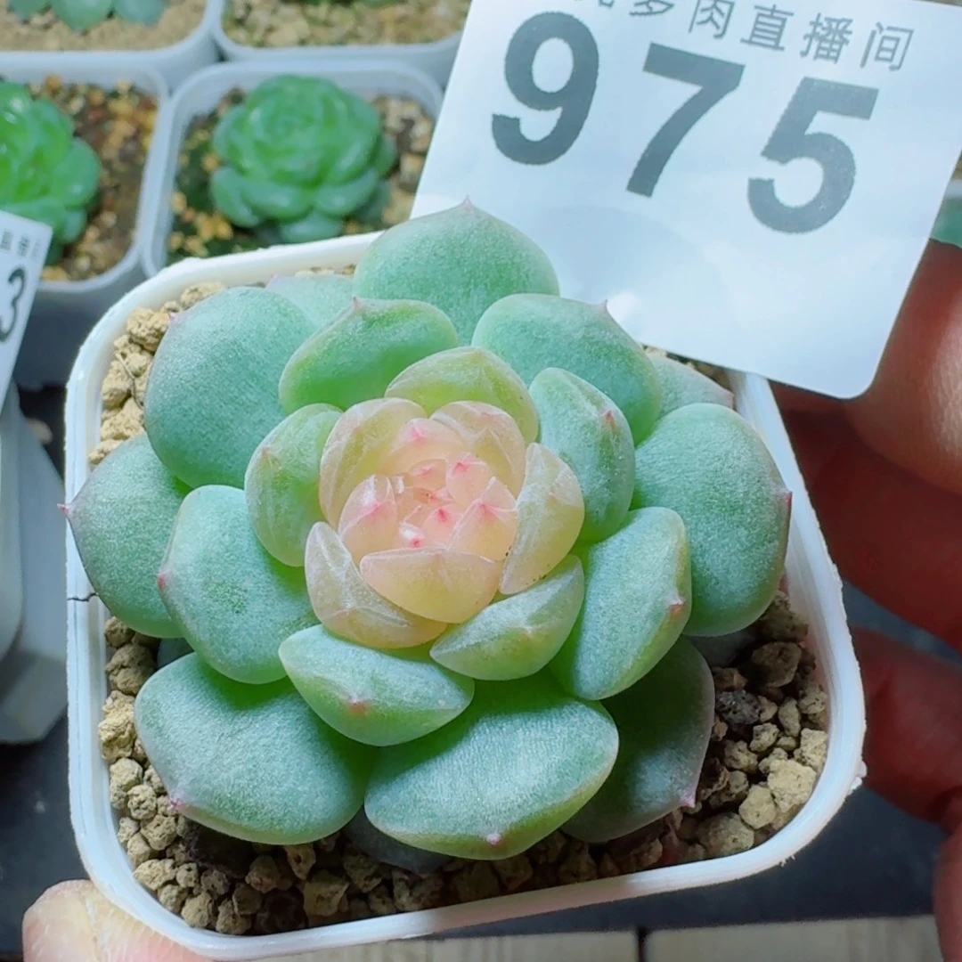 西府海棠            精美多肉植物