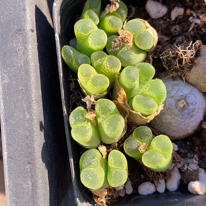 双头绿眼睛风铃一颗。