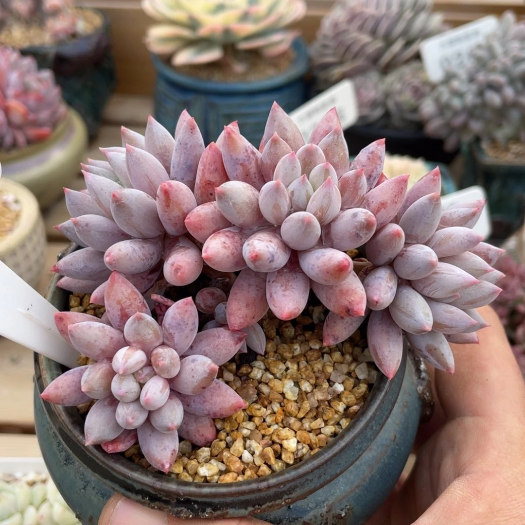 0151所罗门不带盆10厘米