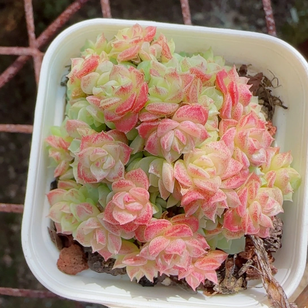 花语逸镜1020-222女王