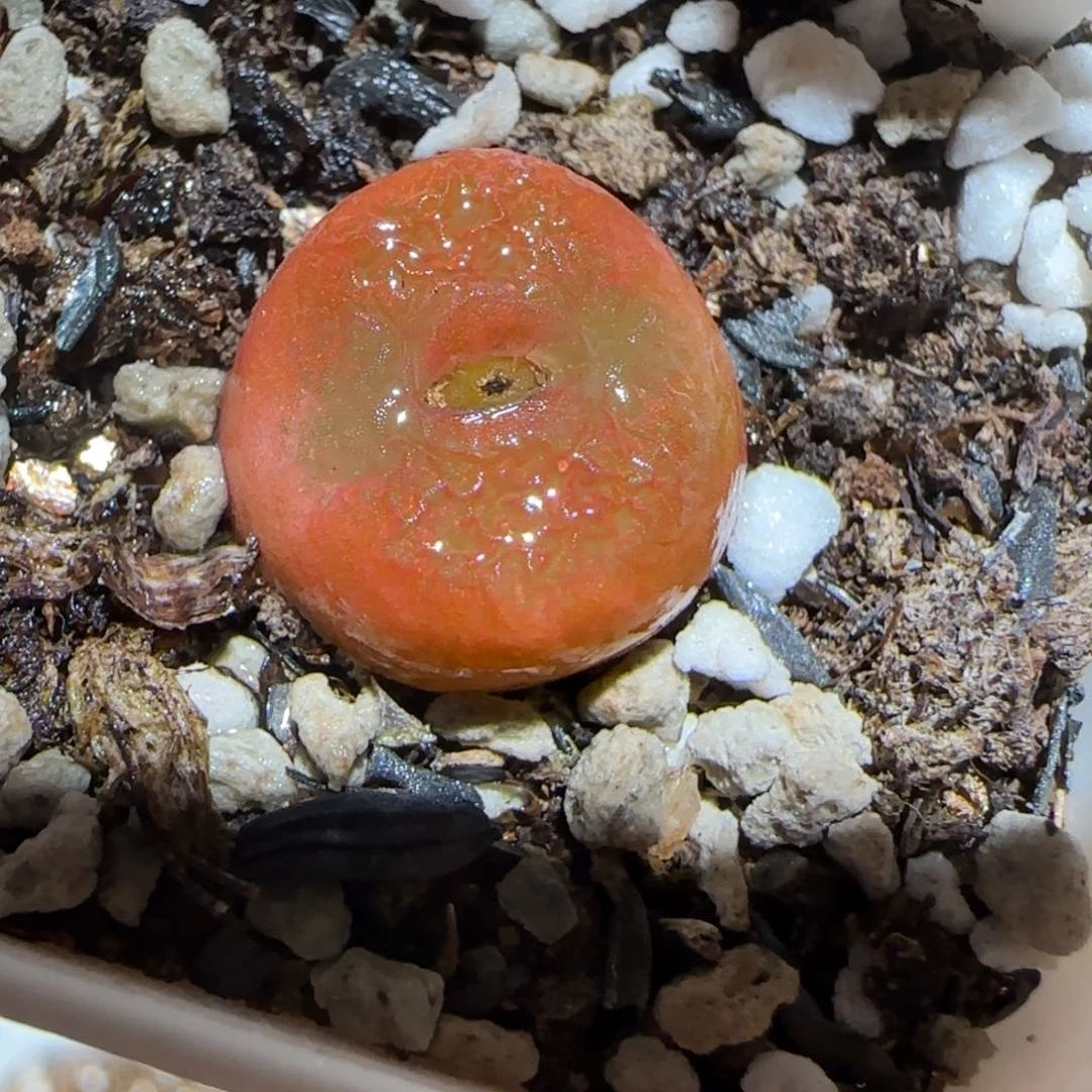 肉锥多肉植物百科-水蜜桃314